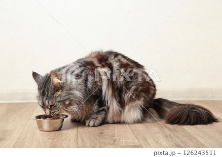 Grey cat eating wet food from aluminum container on floor kitchen tiles background. Hungry kitty licking muzzle,feeling pleasure from food. 126243511