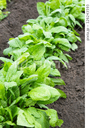 Green fresh spinach in a home garden. Vertical photo Green fresh spinach in a home garden. Vertical photo 126243593