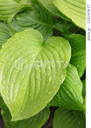 Background of Rain water droplets on green leaves of hosta plant, after raining. freshness concept. 126243617