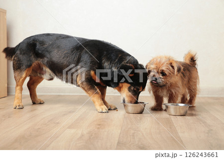 Two dogs eating food from aluminum container on floor kitchen tiles background Two dogs eating food from aluminum container on floor kitchen tiles background 126243661