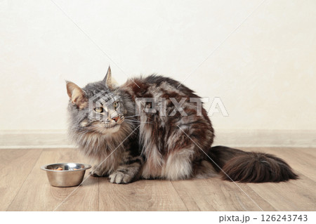 Grey cat eating wet food from aluminum container on floor kitchen tiles background. Hungry kitty licking muzzle,feeling pleasure from food. 126243743