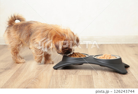A little baby dog eating food from aluminum container on floor kitchen tiles background 126243744