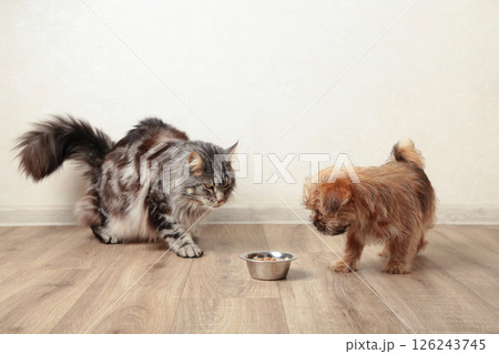 Cat and dog eating food from aluminum container on floor kitchen tiles background 126243745