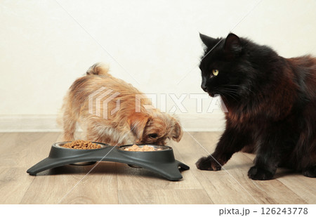 Cat and dog eating food from aluminum container on floor kitchen tiles background 126243778