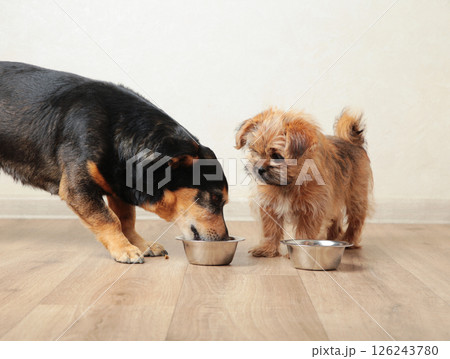 Two dogs eating food from aluminum container on floor kitchen tiles background 126243780
