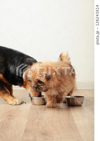 Two dogs eating food from aluminum container on floor kitchen tiles background. Vertical photo Two dogs eating food from aluminum container on floor kitchen tiles background. Vertical photo 126243814