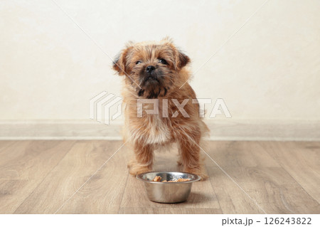 A little baby dog eating food from aluminum container on floor kitchen tiles background A little baby dog eating food from aluminum container on floor kitchen tiles background 126243822