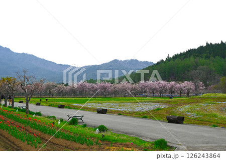 山中湖 花の都公園の景色 山中湖 花の都公園の景色 126243864