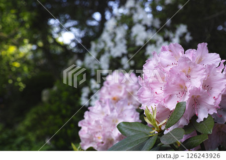 石楠花 126243926
