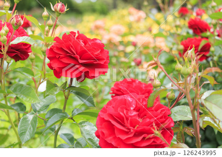 浜寺公園に咲く満開のばら 126243995