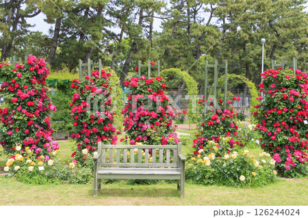 浜寺公園に咲く満開のばら 126244024