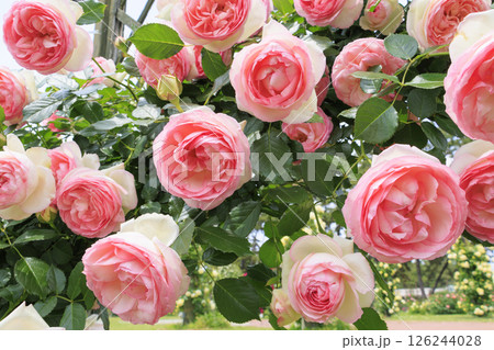 浜寺公園に咲く満開のばら 126244028