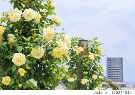 浜寺公園に咲く満開のばら 126244030