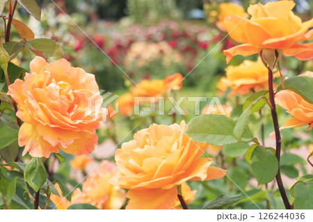 浜寺公園に咲く満開のばら 浜寺公園に咲く満開のばら 126244036