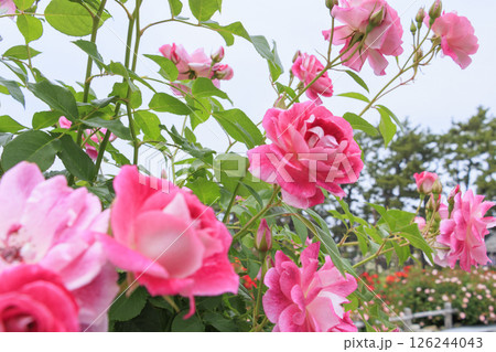 浜寺公園に咲く満開のばら 126244043