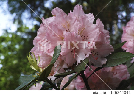石楠花 126244046