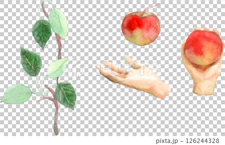 りんごと手の水彩画のイラスト 126244328
