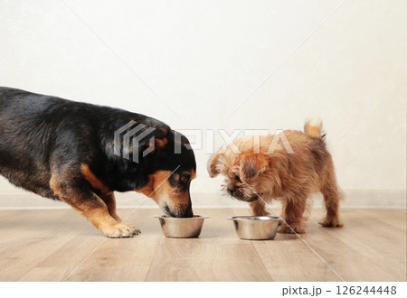 Two dogs eating food from aluminum container on floor kitchen tiles background Two dogs eating food from aluminum container on floor kitchen tiles background 126244448