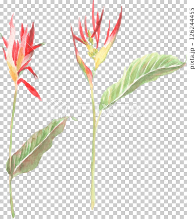 紅色的熱帶花卉水彩插圖 紅色的熱帶花卉水彩插圖 126244455
