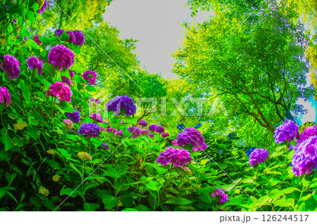 6月の紫陽花イメージ 126244517