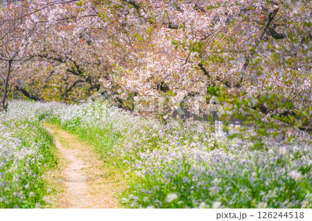 多摩川河川敷の桜並木 126244518