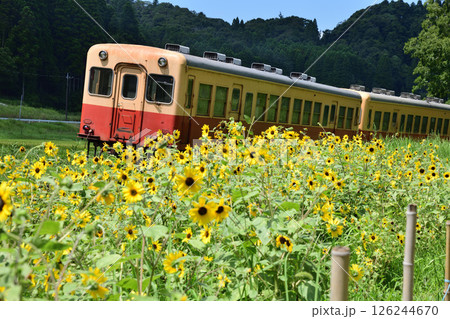 ひまわり畑と小湊鉄道のローカル列車 126244670