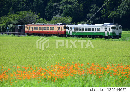 一面の緑とコスモスの花咲く上総川間駅と小湊鉄道キハ40ローカル列車 126244672