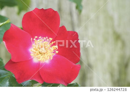 満開に咲く美しい赤い薔薇 クローズアップ 満開に咲く美しい赤い薔薇 クローズアップ 126244728