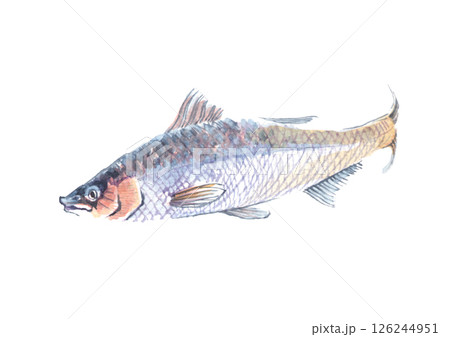 魚の水彩画イラスト 魚の水彩画イラスト 126244951