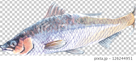 魚の水彩画イラスト 魚の水彩画イラスト 126244951