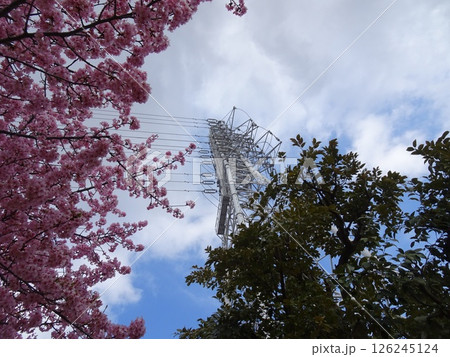 送電線と木と青空-5 送電線と木と青空-5 126245124