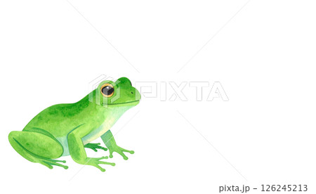 かわいいカエルのイラスト素材 126245213