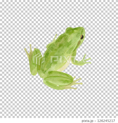 Cute frog's back, watercolor illustration Cute frog's back, watercolor illustration 126245217