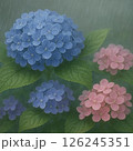 梅雨に咲く紫陽花 126245351