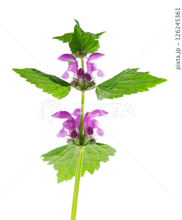 Fresh flowers of spotted dead-nettle isolated on white background. Lamium maculatum. Medicinal herb. Fresh flowers of spotted dead-nettle isolated on white background. Lamium maculatum. Medicinal herb. 126245361