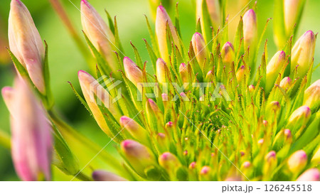 Close-Up of Cleome Buds Preparing to Bloom Close-Up of Cleome Buds Preparing to Bloom 126245518