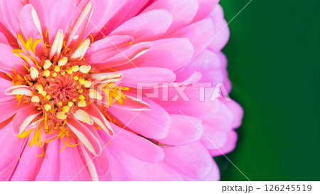 the intricate details of a vibrant pink Zinnia flower. The spiraling yellow florets at the center contrast beautifully with the bold, layered petals the intricate details of a vibrant pink Zinnia flower. The spiraling yellow florets at the center contrast beautifully with the bold, layered petals 126245519