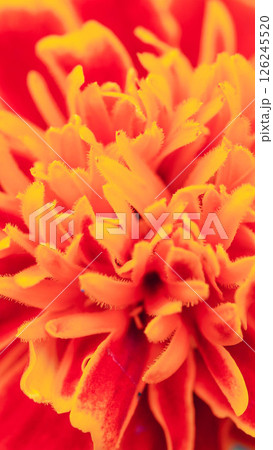 macro shot captures the vibrant, flame-like petals of a marigold flower macro shot captures the vibrant, flame-like petals of a marigold flower 126245520