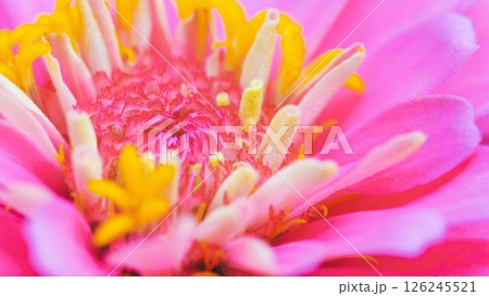 macro photograph showcases the intricate details of a zinnia flower 126245521