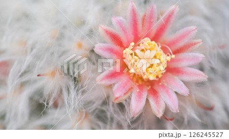 macro shot of a cactus flower, likely from a Mammillaria species, with its soft, fuzzy white spines providing an ethereal backdrop for the delicate pink and yellow bloom macro shot of a cactus flower, likely from a Mammillaria species, with its soft, fuzzy white spines providing an ethereal backdrop for the delicate pink and yellow bloom 126245527