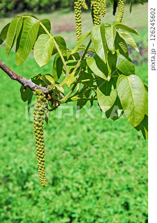 Walnut flowers close-up in early spring 126245602
