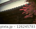 赤く色づいたもみじ 126245783