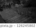 もみじ 126245802