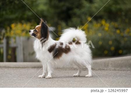 Elegant Papillon dog standing in a show pose on an outdoor path. The dog has a white coat with brown patches and large, butterfly-like ears. 126245997