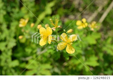 クサノオウ（ケシ科）の黄色い花 126246015