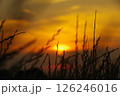 草原に沈む太陽 126246016
