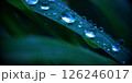 葉の上の雨の水滴 126246017