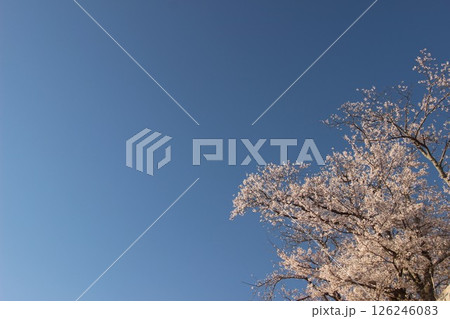 日本の花『サクラ』桜の開花 花とつぼみ SAKURA #サクラ #Cherry blossoms 日本の花『サクラ』桜の開花 花とつぼみ SAKURA #サクラ #Cherry blossoms 126246083