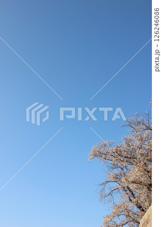 日本の花『サクラ』桜の開花 花とつぼみ SAKURA  #サクラ #Cherry blossoms  126246086