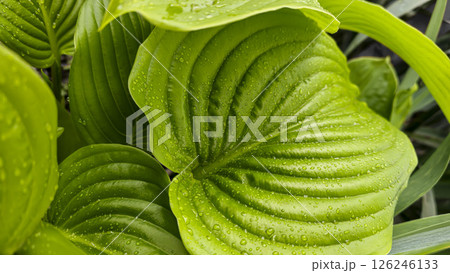 Large leaves of green hosta in raindrops on a summer cottage. Decorative flowers 126246133